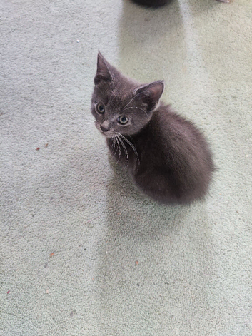 Mix british short hair and long hair kitten