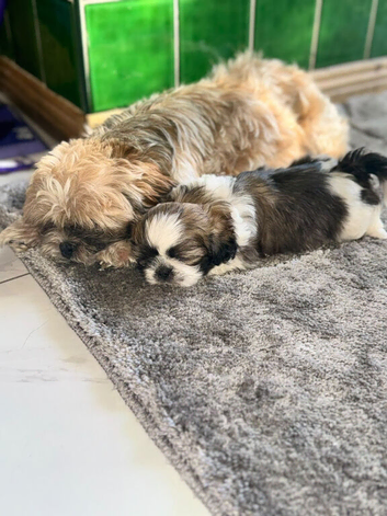 Adorable shih tzu baby boy