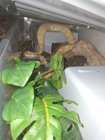 2 year old female banana pastel ball python