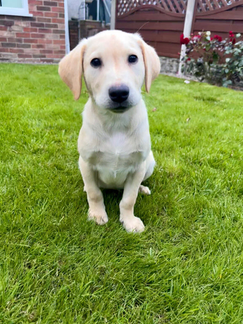 Gorgeous Labrador Puppies