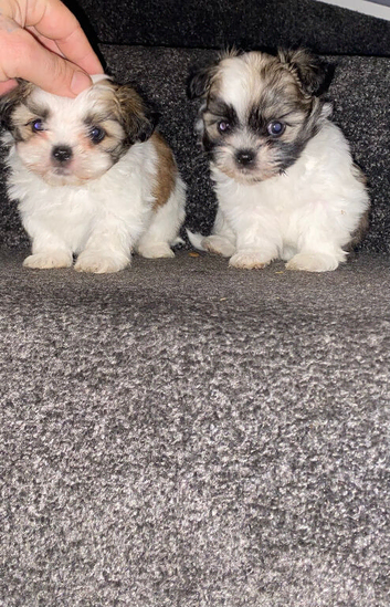 Lovely tea cup maltipoo puppies