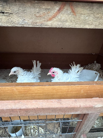 Serama chicken
