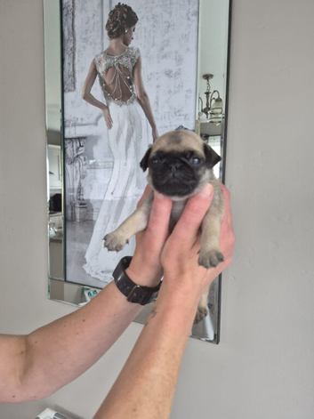 Pug puppies