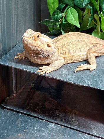 Bearded dragon