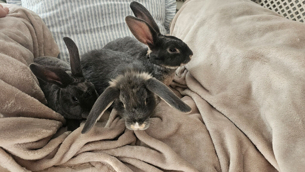 Young Bunnies ready now