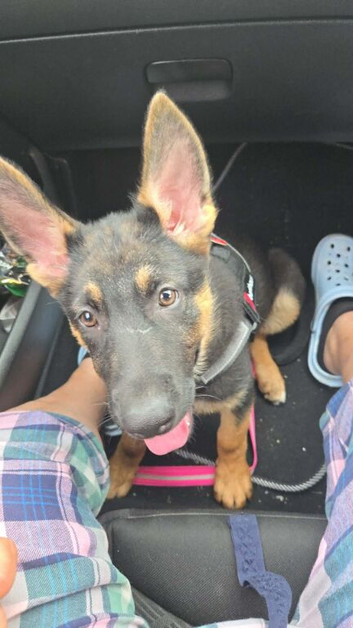 5 months  old german shepherd