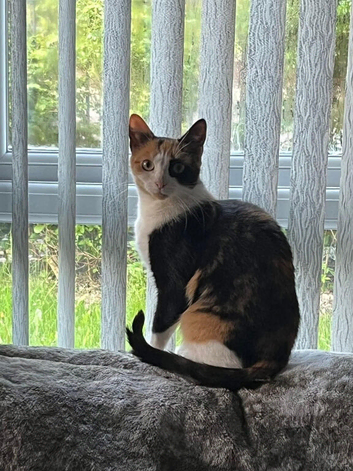 Misha