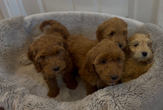 4 stunning cockapoo puppies for sale