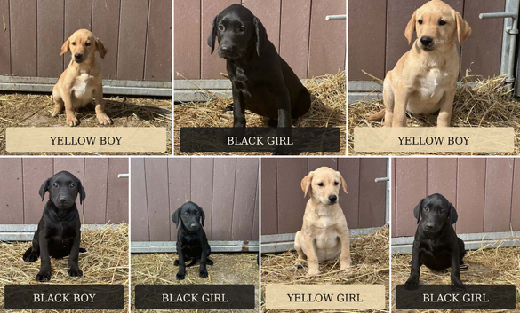 OUTSTANDING LITTER OF BLACK AND YELLOWLABRADOR PUPPIES