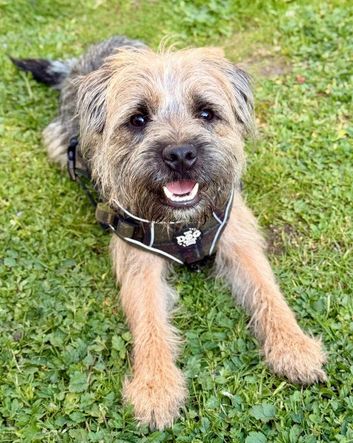 Rusty - Proven, SLEM Clear Border Terrier Stud