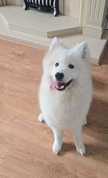 Female Samoyed