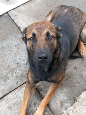 Belgian mallinois for sale