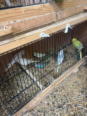 Young and old budgies