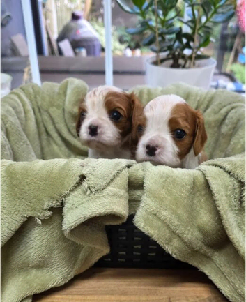 Beautiful health tested cavalier pups in Bristol in Bristol in Bristol