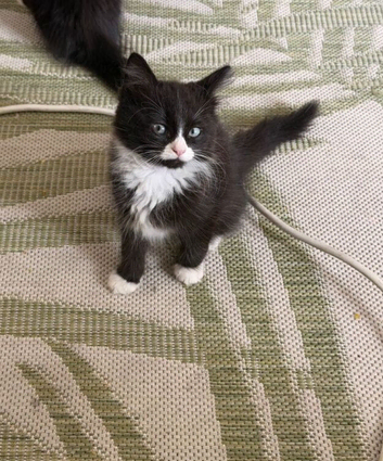 male 9 weeks litter trained wormed and flead