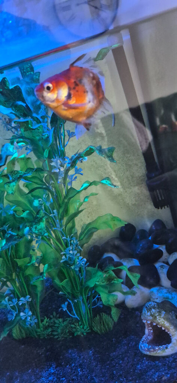 Fancy gold fish x5