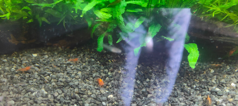 Shrimp