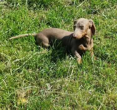 Minature Dachshund