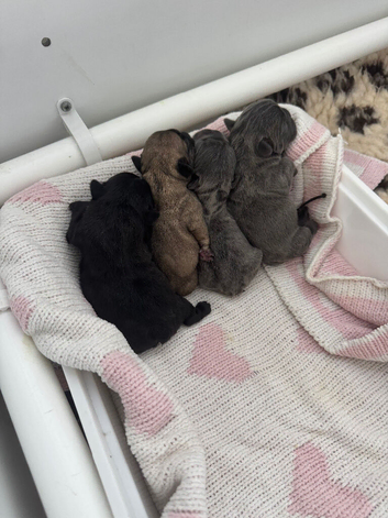Puppies French bulldogs