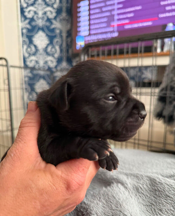 Stunning litter CH KC