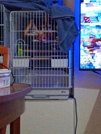 2 budgies
