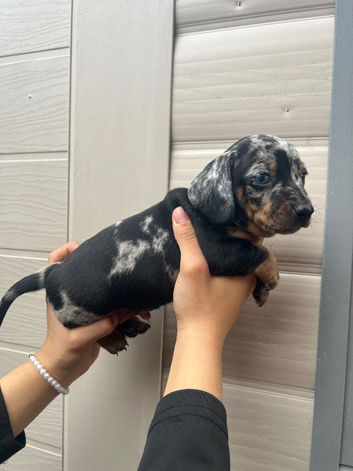 For sale blue 7 weeks old boy