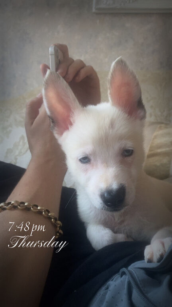 9 weeks only Belgium malinos white
