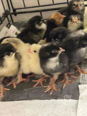 Day old chicks for sale Andalusian  Appenzeller  Copper Black Maran  Vorwerk  Welsummer  Olive Eggers  White Sussex