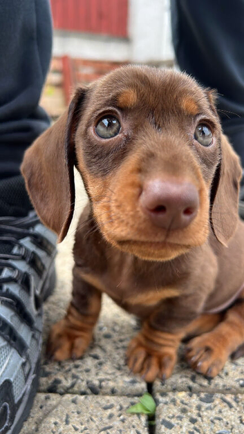 Female miniature dachshund