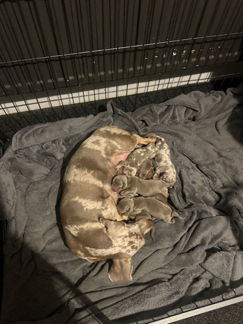 Miniature dachshund