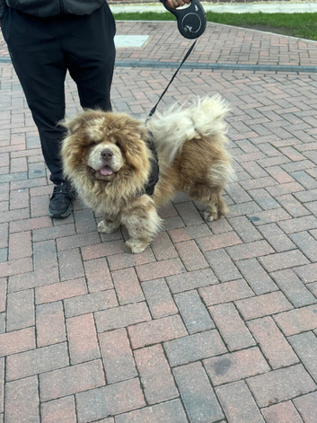 Lilac Merle chow chow stud