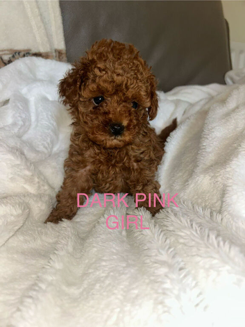 7 DEEP RED CAVAPOO PUPPIES