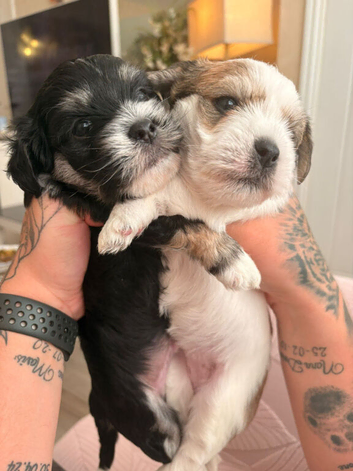 4 gorgeous pups