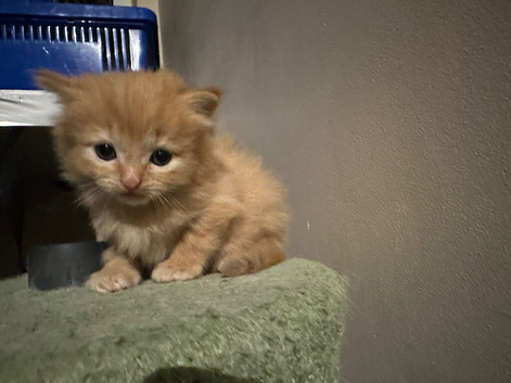Ginger tabby