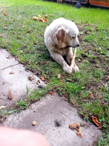 Golden retriever for sale
