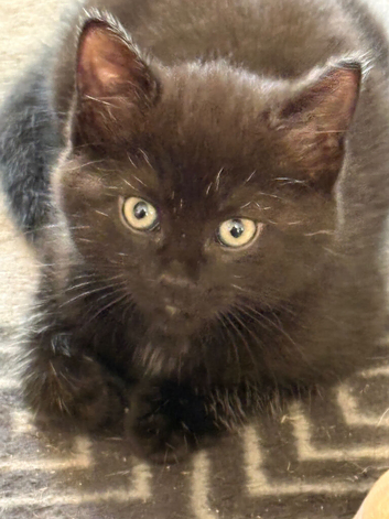 1 female kitten ready now