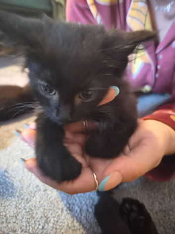 2 black male kittens