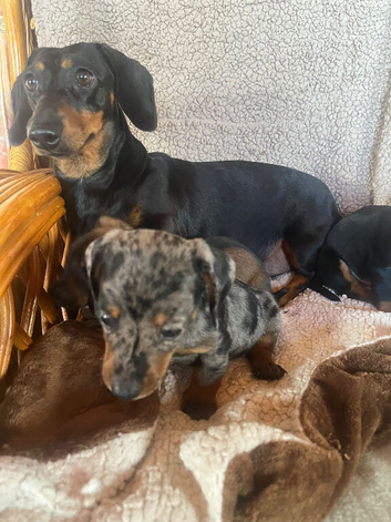 Ready to leave now true minis