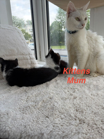 Beautiful kittens looking for a home
