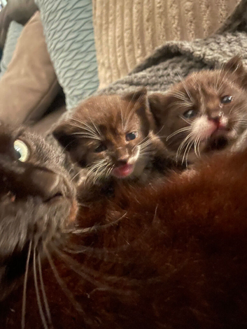 Beautiful girl kittens