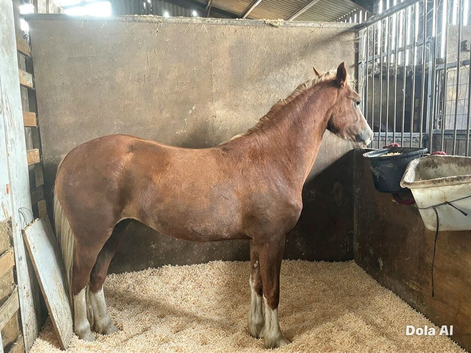 2 year old filly welsh d