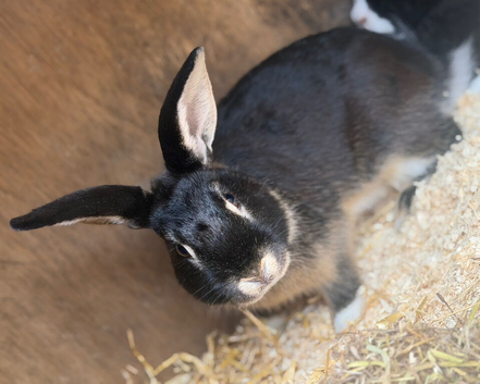 Male Rabbit For sale