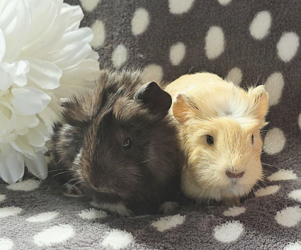 Gorgeous baby boar pair