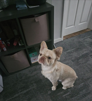 Fluffy frenchie