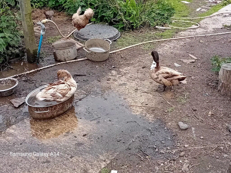 Drakes for sale