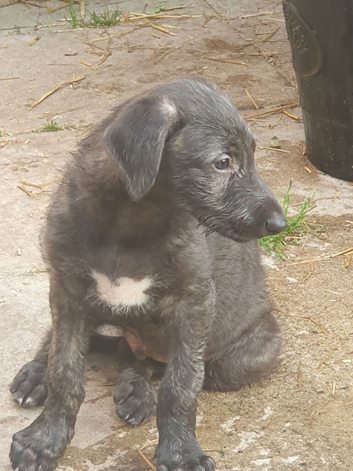 English Deerhound 26 Generation
