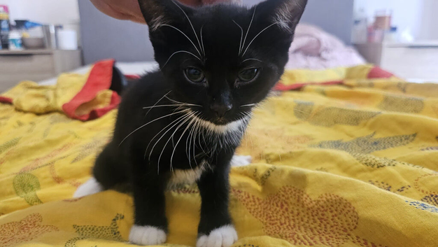 Gorgeous female kitten