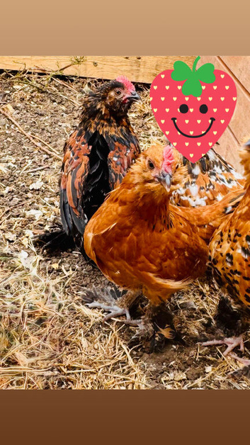 Barbu duccle roosters