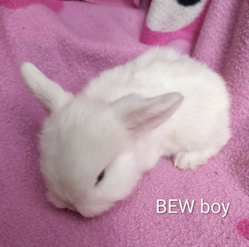Baby mini lops