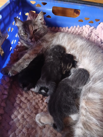 Kittens ready now girl left